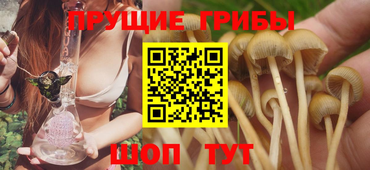 Псилоцибиновые грибы прущие грибы  Вход с VPN  Кудрово  наркота  Псилоцибиновые грибы Psilocybe 